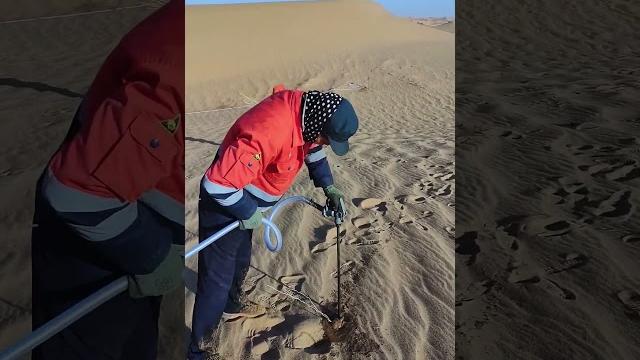 Greening sand dunes the process of plant planting technology Greening sand dunes the process of plant planting technology