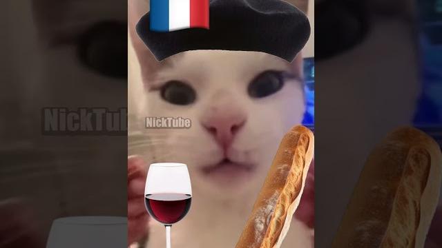 French cat vs. italian cat French cat vs. italian cat