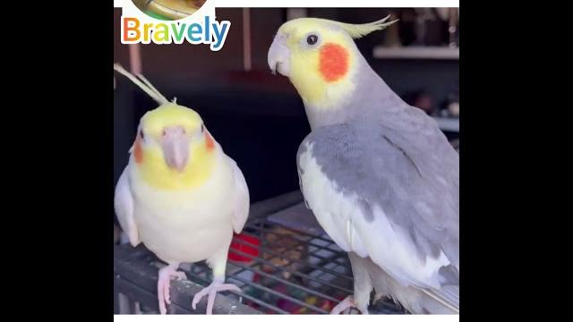 Cockatiels parrot sing Cockatiels parrot sing