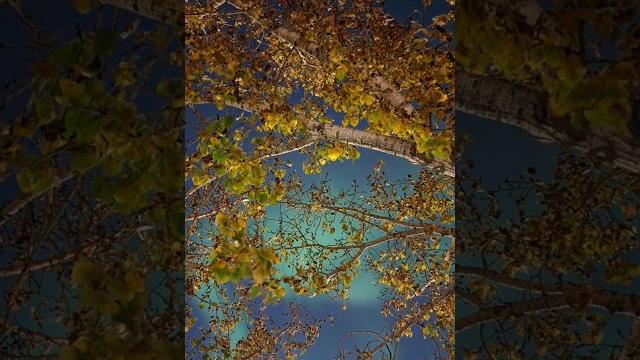 Magical light- northern lights #aurora#love#dream#travel #shorts#northenlights#wishlist #magic#view Magical light- northern lights #aurora#love#dream#travel #shorts#northenlights#wishlist #magic#view