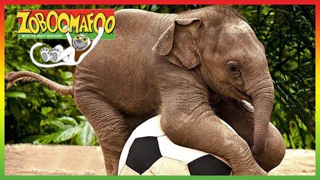 Zoboomafoo - cute animals | full episode | animal shows for kids | tv shows for children Zoboomafoo - cute animals | full episode | animal shows for kids | tv shows for children