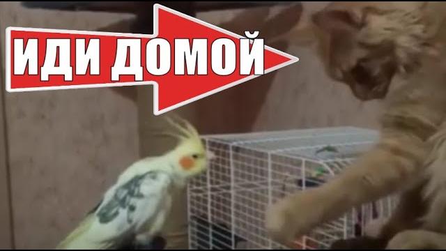 Кошка и попугай трогательно cat and parrot touching Кошка и попугай трогательно cat and parrot touching