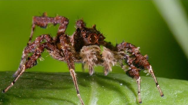 Spider with three super powers | the hunt | bbc earth Spider with three super powers | the hunt | bbc earth