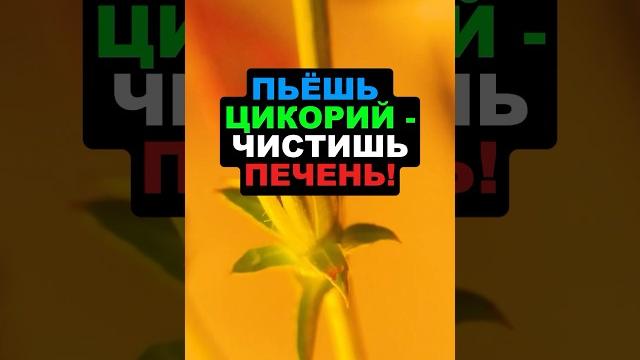 Пьешь цикорий - чистишь печень! #цикорий #здоровье #рецепты #похудение #еда #витамины #пп #суперфуд Пьешь цикорий - чистишь печень! #цикорий #здоровье #рецепты #похудение #еда #витамины #пп #суперфуд