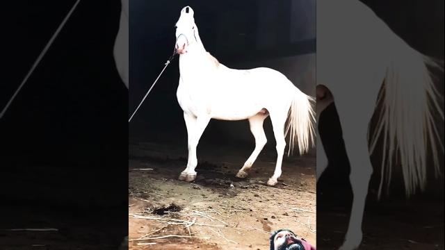 White horse riding training zuljinah horse #horse #stallion #horseridingschool #sterstallion #equest White horse riding training zuljinah horse #horse #stallion #horseridingschool #sterstallion #equest