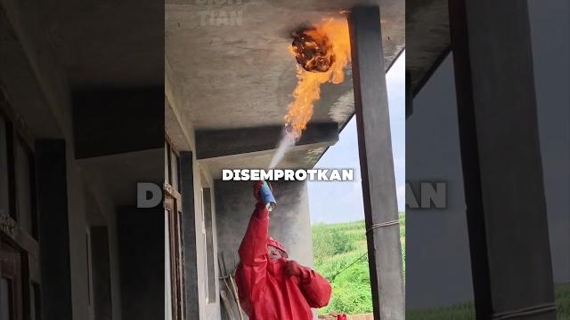 Cara paling ampuh untuk menghilangkan saarang tawon Cara paling ampuh untuk menghilangkan saarang tawon