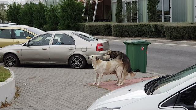 2 dogs having sex in the road.. - paulme ch 2 dogs having sex in the road.. - paulme ch