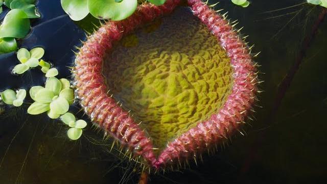 The tyrant of the deep | the green planet | bbc earth The tyrant of the deep | the green planet | bbc earth