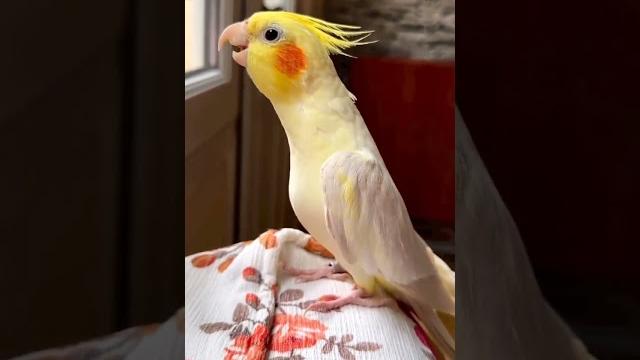 Parrot singing song soo sweet sound #shorts #parrot #short Parrot singing song soo sweet sound #shorts #parrot #short