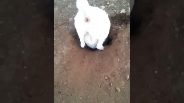 Алабай джесси Алабай джесси