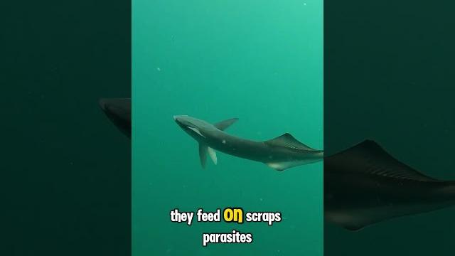 Remora Remora