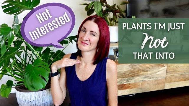 Houseplants that i'm not that into | houseplants i will never own | houseplants i have never owned Houseplants that i'm not that into | houseplants i will never own | houseplants i have never owned