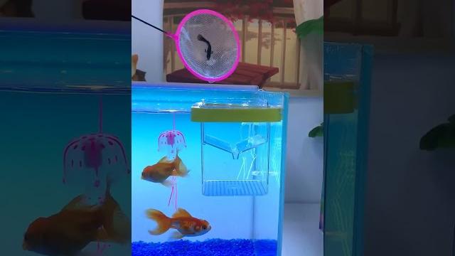 The big-bellied guppy is about to become a mother #fish #guppy #aquarium #aquariumfish #tropicalfish The big-bellied guppy is about to become a mother #fish #guppy #aquarium #aquariumfish #tropicalfish
