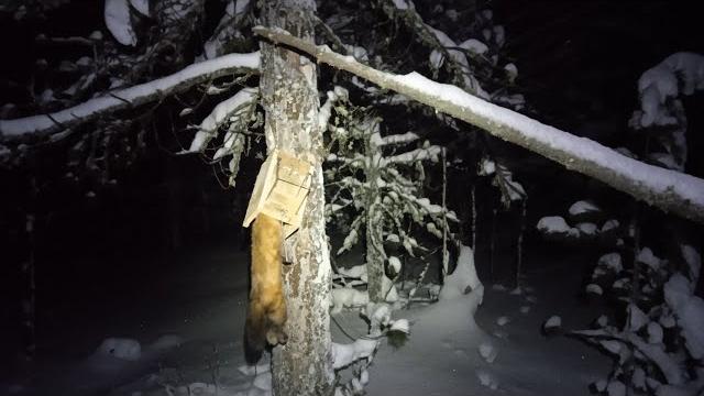 Соболь попался в ящик с очепом Соболь попался в ящик с очепом