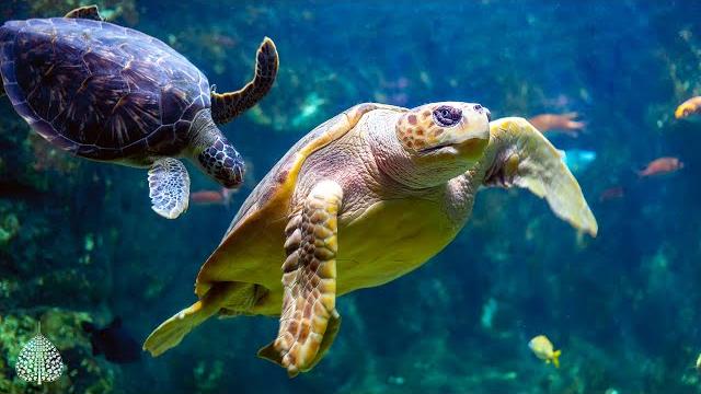 12 hours of stunning aquarium relax music, beautiful aquarium coral reef fish, relaxing ocean fish 12 hours of stunning aquarium relax music, beautiful aquarium coral reef fish, relaxing ocean fish