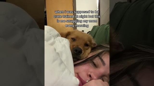 Dog sleep Dog sleep