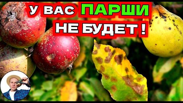 Спасите яблоню от парши: летний гид по защите! Спасите яблоню от парши: летний гид по защите!