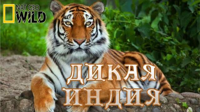 Тайны дикой природы индии. мир диких животных. #документальный фильм. national geographic Тайны дикой природы индии. мир диких животных. #документальный фильм. national geographic