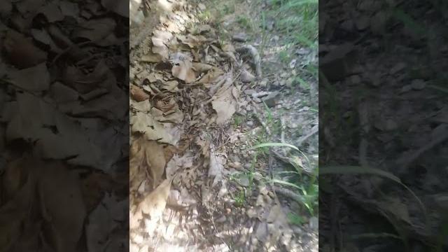 Investigation 0 mp4 Investigation 0 mp4