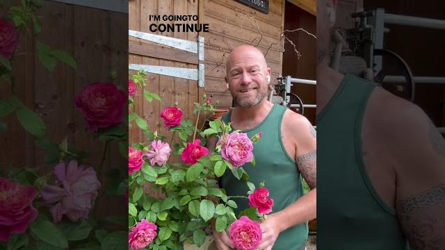 Personal growing review of rose’emma bridgewater’(ausb44a16) from @david_austin_roses #gardenerben Personal growing review of rose’emma bridgewater’(ausb44a16) from @david_austin_roses #gardenerben