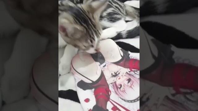 Hentai cat #shorts Hentai cat #shorts