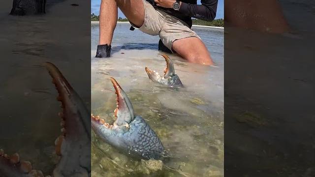 Giant mudcrab! barehanded catch Giant mudcrab! barehanded catch