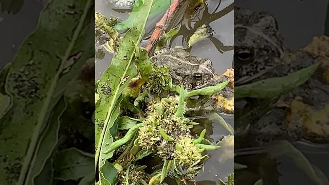 He managed to find his way back into nature. #drum #milf #frog #nature #missouririver #lureboys He managed to find his way back into nature. #drum #milf #frog #nature #missouririver #lureboys