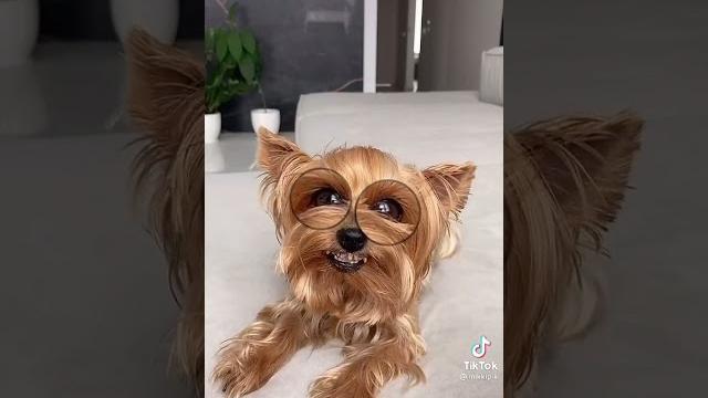 Злой пёс микки #злойпёс. Злой пёс микки #злойпёс.