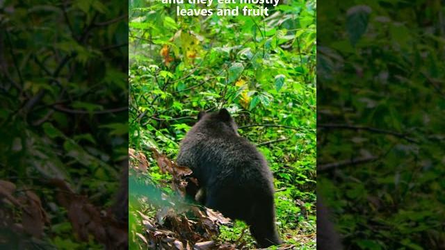 The andean bears and their rich habitat The andean bears and their rich habitat