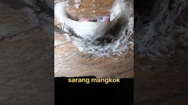 3 jenis sarang burung walet beda harga #shorts 3 jenis sarang burung walet beda harga #shorts