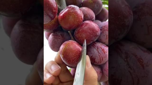 Best relaxing fruit tree farming | oddly satisfying fresh fruit | fruit ninja harvesting #545 #short Best relaxing fruit tree farming | oddly satisfying fresh fruit | fruit ninja harvesting #545 #short