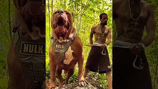 Hulk pitbull #pitbull #hulk #shortvideo #shorts Hulk pitbull #pitbull #hulk #shortvideo #shorts