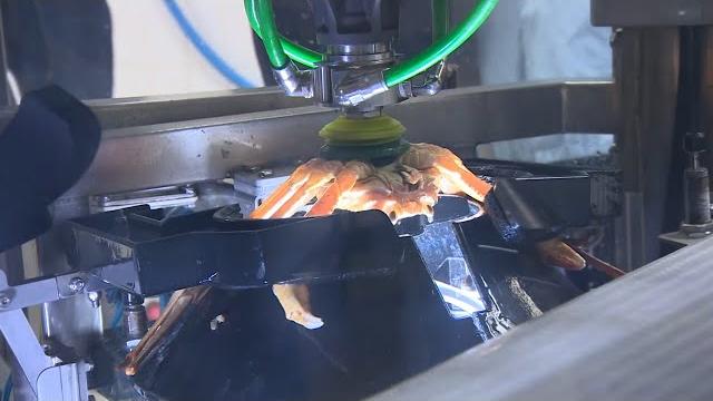 The future of crab processing The future of crab processing
