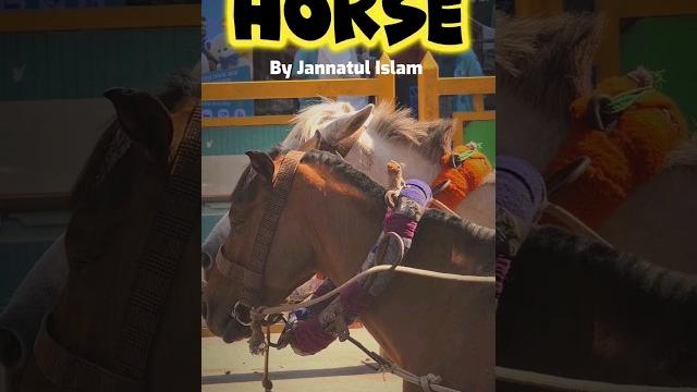 Horse #bangladesh #horseriding #horseracing #horsetraining #horses #olddhaka #s23ultra #travel #car Horse #bangladesh #horseriding #horseracing #horsetraining #horses #olddhaka #s23ultra #travel #car