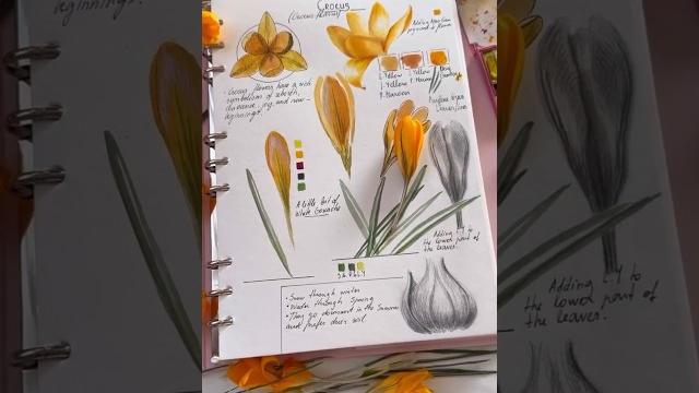Yellow crocus flower study page #everydaywatercolor #paintingprocess #sketchbook #crocus #spring Yellow crocus flower study page #everydaywatercolor #paintingprocess #sketchbook #crocus #spring