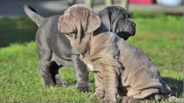 Neapolitan mastiff halo in t'way Neapolitan mastiff halo in t'way
