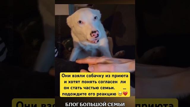 Обалдеть#собака #собаки #собачка #собачки #дослез #приют #спасение #бездомные #боль #чудо #лучшее Обалдеть#собака #собаки #собачка #собачки #дослез #приют #спасение #бездомные #боль #чудо #лучшее