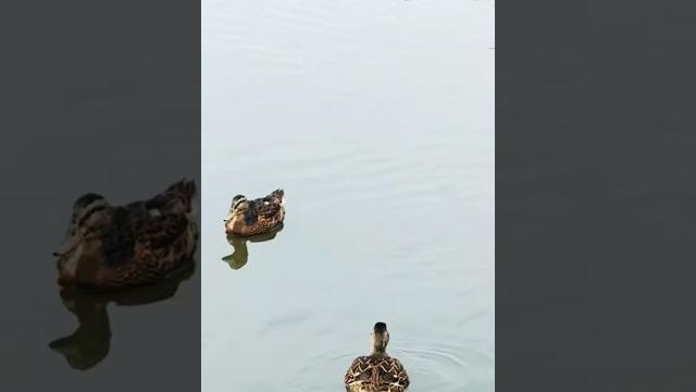 Ducks having a pool party #poolparty #ducks #ducksswimming #nature #pondlife #naturelovers Ducks having a pool party #poolparty #ducks #ducksswimming #nature #pondlife #naturelovers