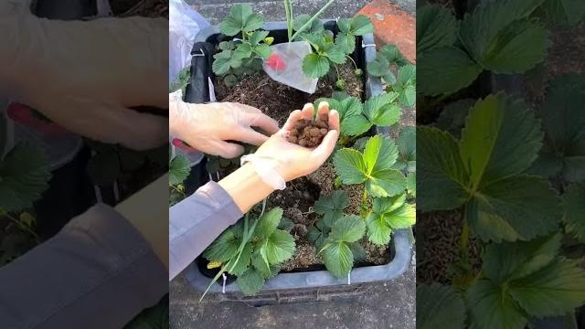 Sweet secrets: fertilize your strawberries for bigger, sweeter fruit - farm food family Sweet secrets: fertilize your strawberries for bigger, sweeter fruit - farm food family