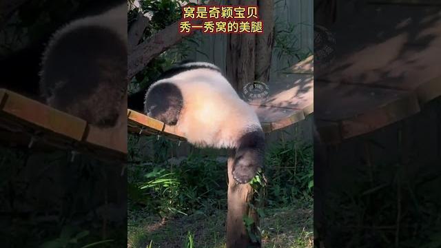猫界最可爱的美腿#来这吸熊猫 #一方水土养一方熊猫 #大熊猫奇三妹 猫界最可爱的美腿#来这吸熊猫 #一方水土养一方熊猫 #大熊猫奇三妹