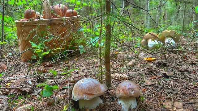 В это трудно поверить! белые грибы поперли,как из рога изобилия | огромные поляны грибов в лесу В это трудно поверить! белые грибы поперли,как из рога изобилия | огромные поляны грибов в лесу
