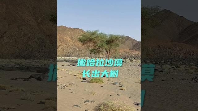 在撒哈拉沙漠几年了,看到最多的就是沙子,今天见到棵树合个影 在撒哈拉沙漠几年了,看到最多的就是沙子,今天见到棵树合个影