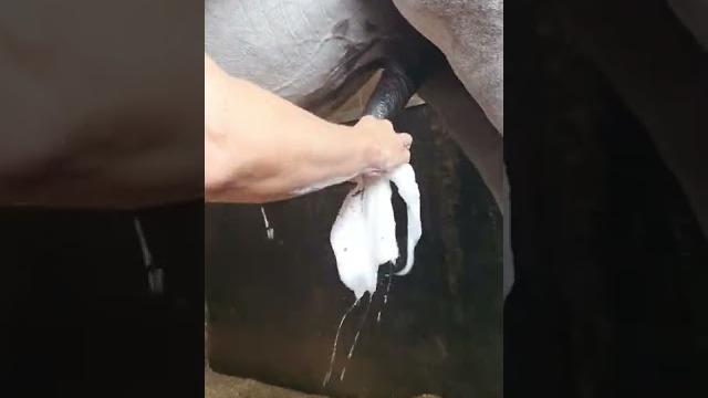 How to take beans out of a gelding How to take beans out of a gelding