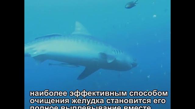 Акулы могут выплевывать свой желудок|cctv русский Акулы могут выплевывать свой желудок|cctv русский