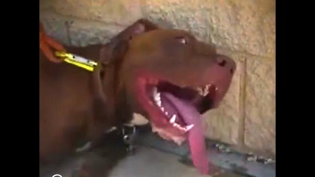 Cops shatter car window to save dying dog | the dodo Cops shatter car window to save dying dog | the dodo