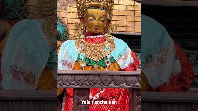 Live from kumari ghar patan: yala pancha dan 2080 #panchadan #yala #yalakumari #live #today Live from kumari ghar patan: yala pancha dan 2080 #panchadan #yala #yalakumari #live #today