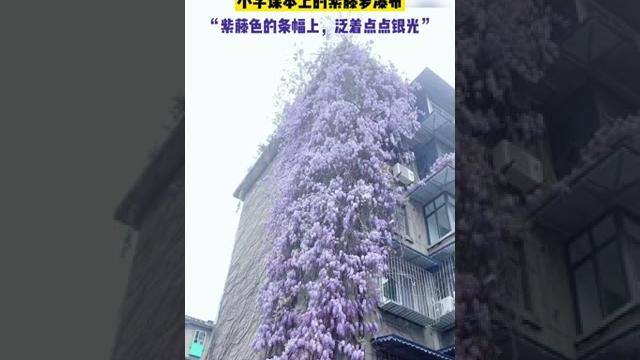 这就是小学课本上的紫藤萝瀑布!瞬间想到“紫藤色的条幅上,泛着点点银光……” #紫藤花 这就是小学课本上的紫藤萝瀑布!瞬间想到“紫藤色的条幅上,泛着点点银光……” #紫藤花