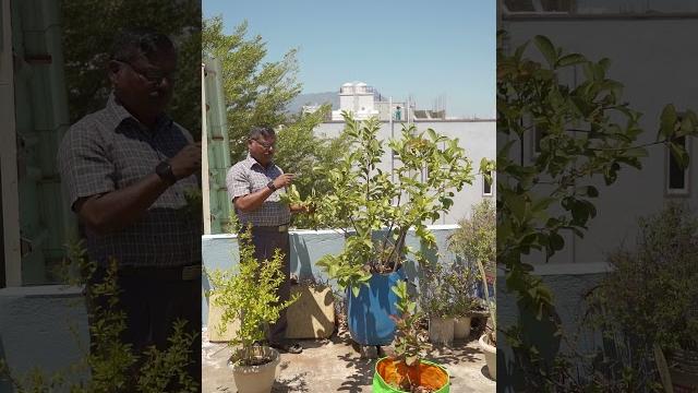 Growing fruit trees in roof top garden Growing fruit trees in roof top garden