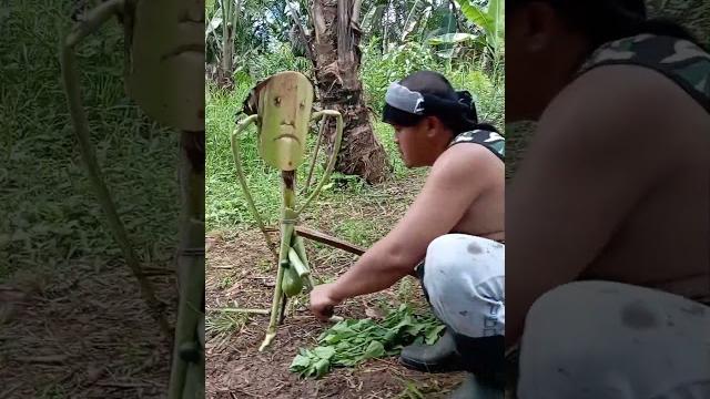 Lebring tuli #funny #shortshorts #shorts #short Lebring tuli #funny #shortshorts #shorts #short