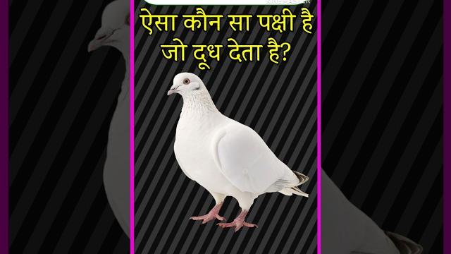 Ssc gk | top 20 gk questions | gk in hindi | gk quiz | #gk #gkfacts #gkquiz #gkhindi #svgkstudy. Ssc gk | top 20 gk questions | gk in hindi | gk quiz | #gk #gkfacts #gkquiz #gkhindi #svgkstudy.